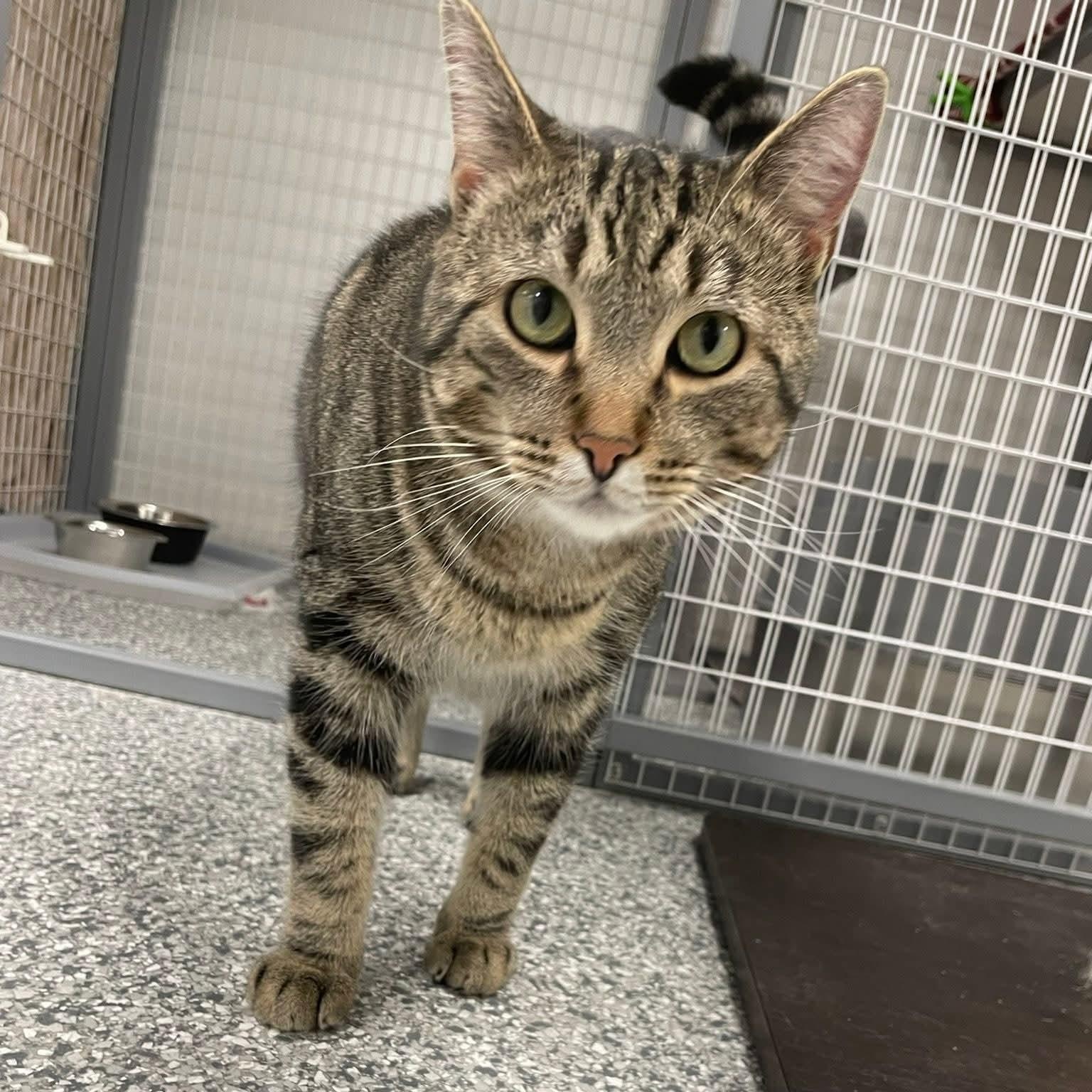 Marley, adoptable, Adult Male Domestic Short Hair.