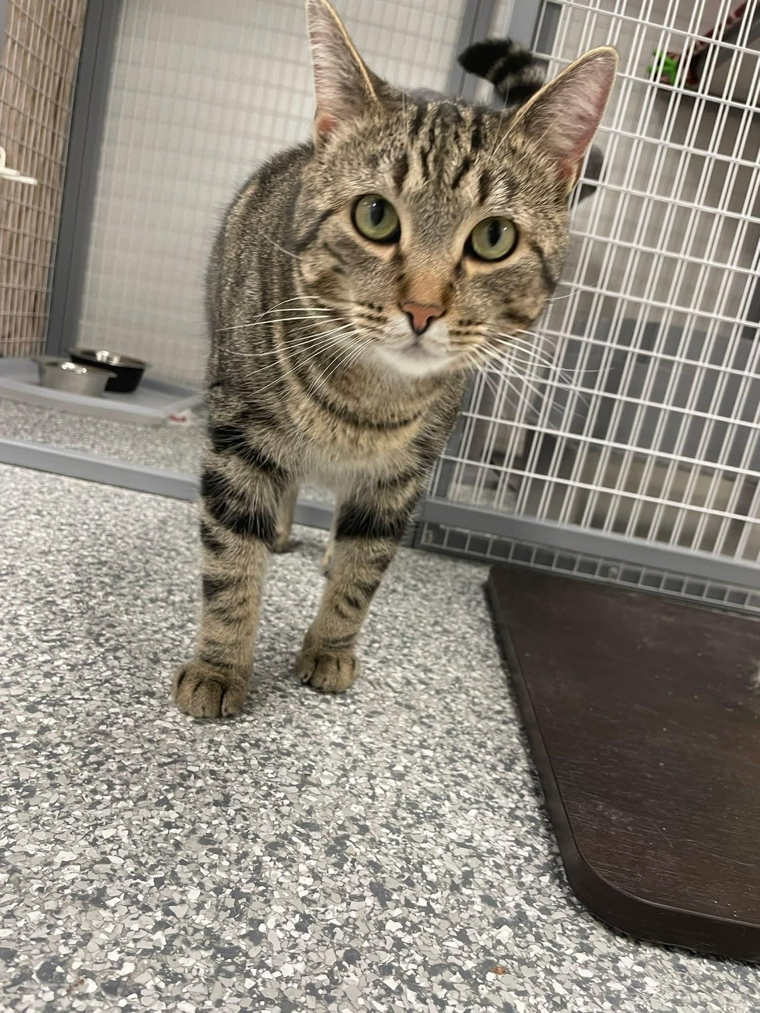 Enlarge Marley, a ADOPTABLE Domestic Short Hair in Hudsonville, MI image 6/6