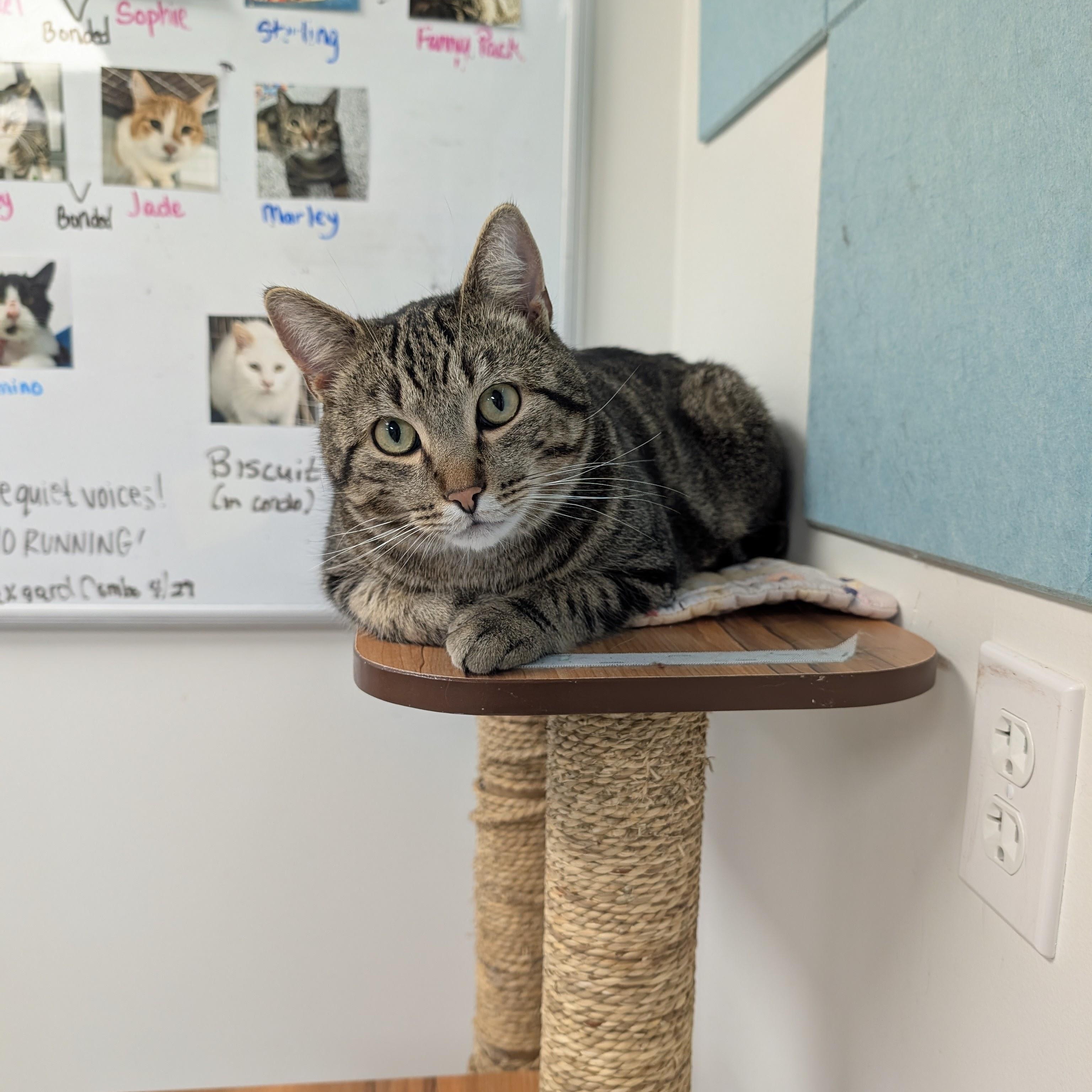 Enlarge Marley, a ADOPTABLE Domestic Short Hair in Hudsonville, MI image 1/6
