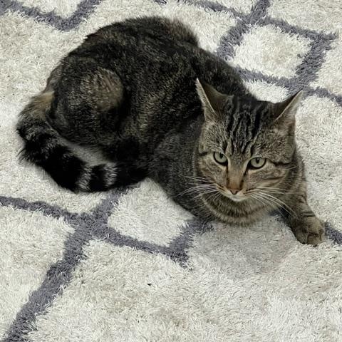 Enlarge Marley, a ADOPTABLE Domestic Short Hair in Hudsonville, MI image 2/3