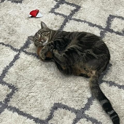 Enlarge Marley, a ADOPTABLE Domestic Short Hair in Hudsonville, MI image 3/3