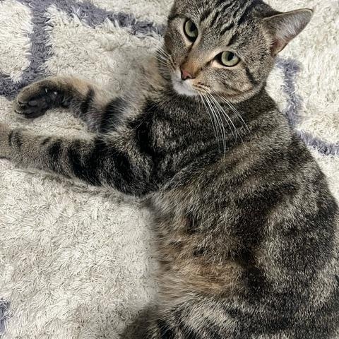 Marley, ADOPTABLE, Adult Male Domestic Short Hair.