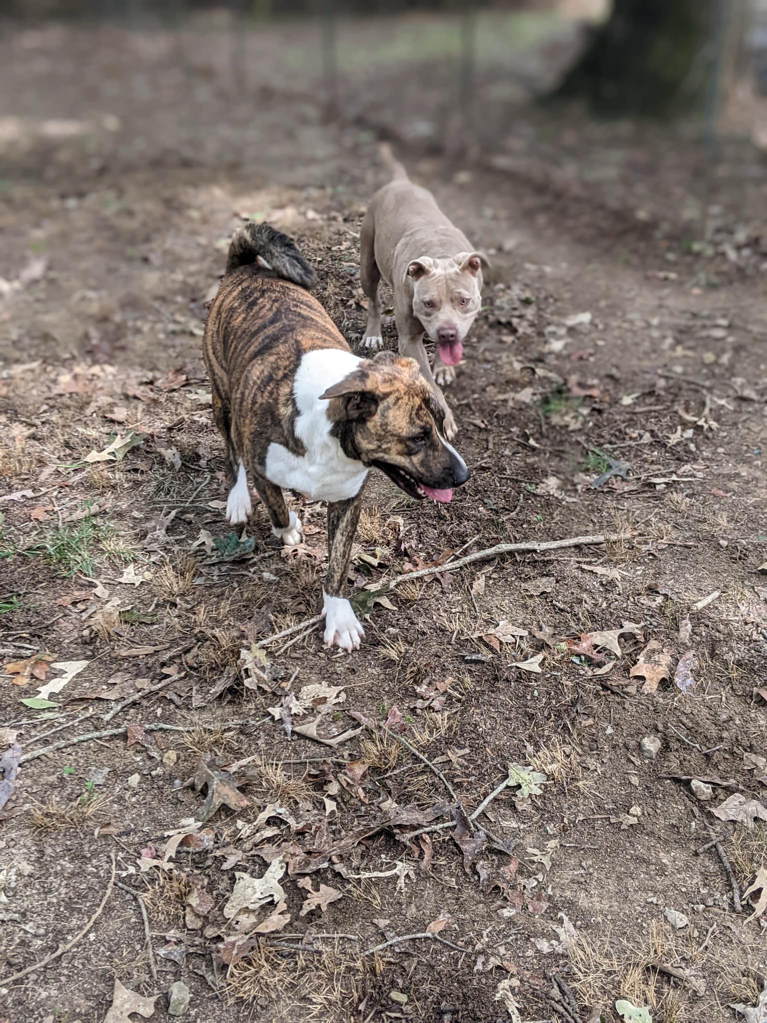 maverick, a Adoptable American Staffordshire Terrier in Cincinnati, OH image 6/6