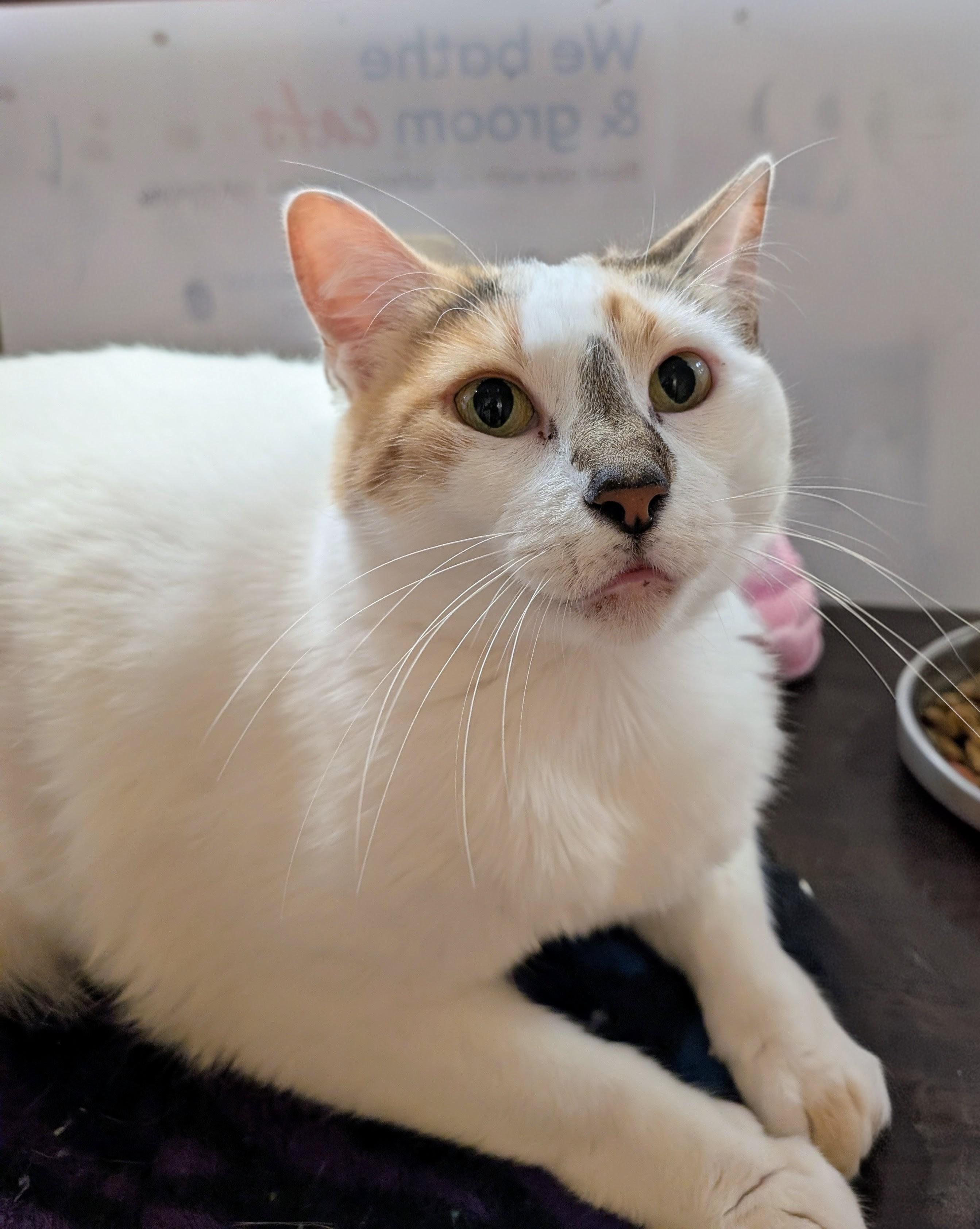 Tater Tot, Adoptable, Adult Female Calico & Dilute Calico.