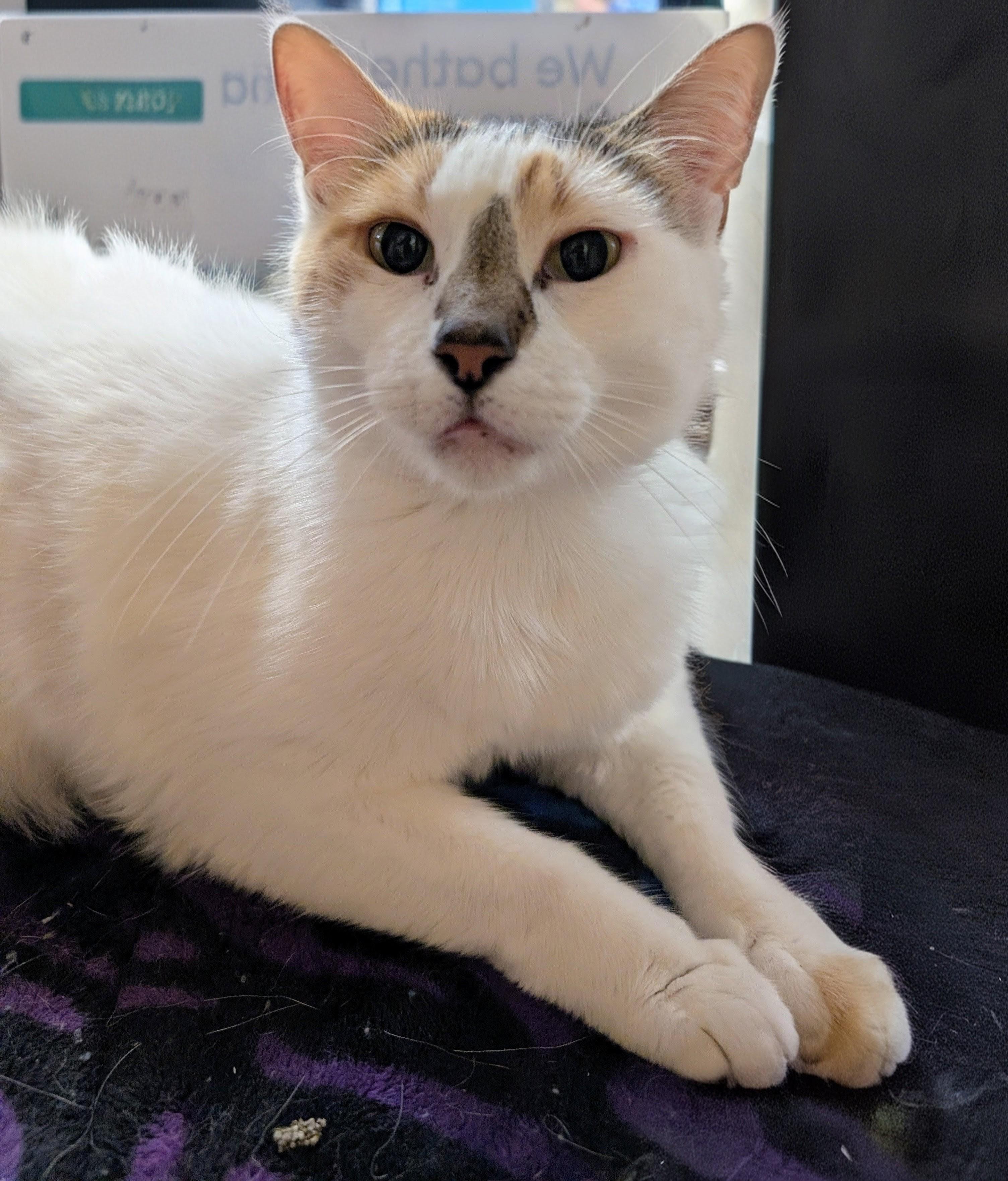 Tater Tot, a Adoptable mixed breed in Pearland, TX image 2/6