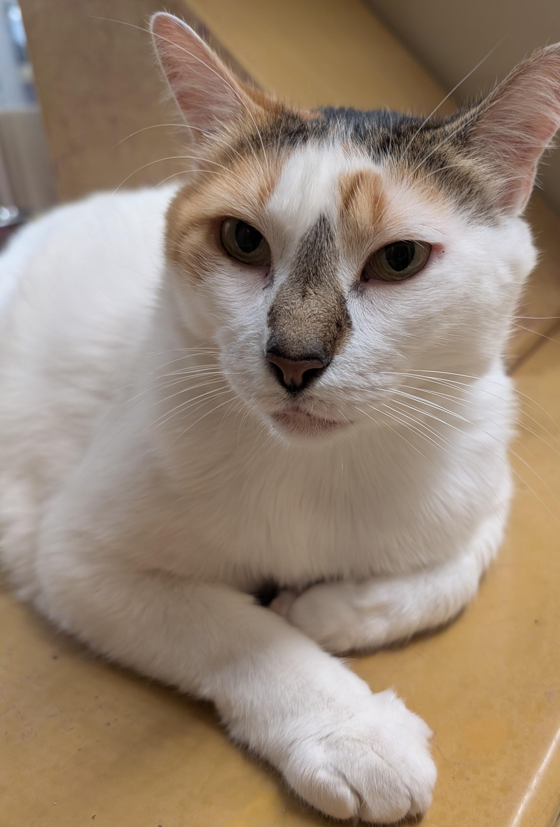 Tater Tot, a Adoptable mixed breed in Pearland, TX image 5/6