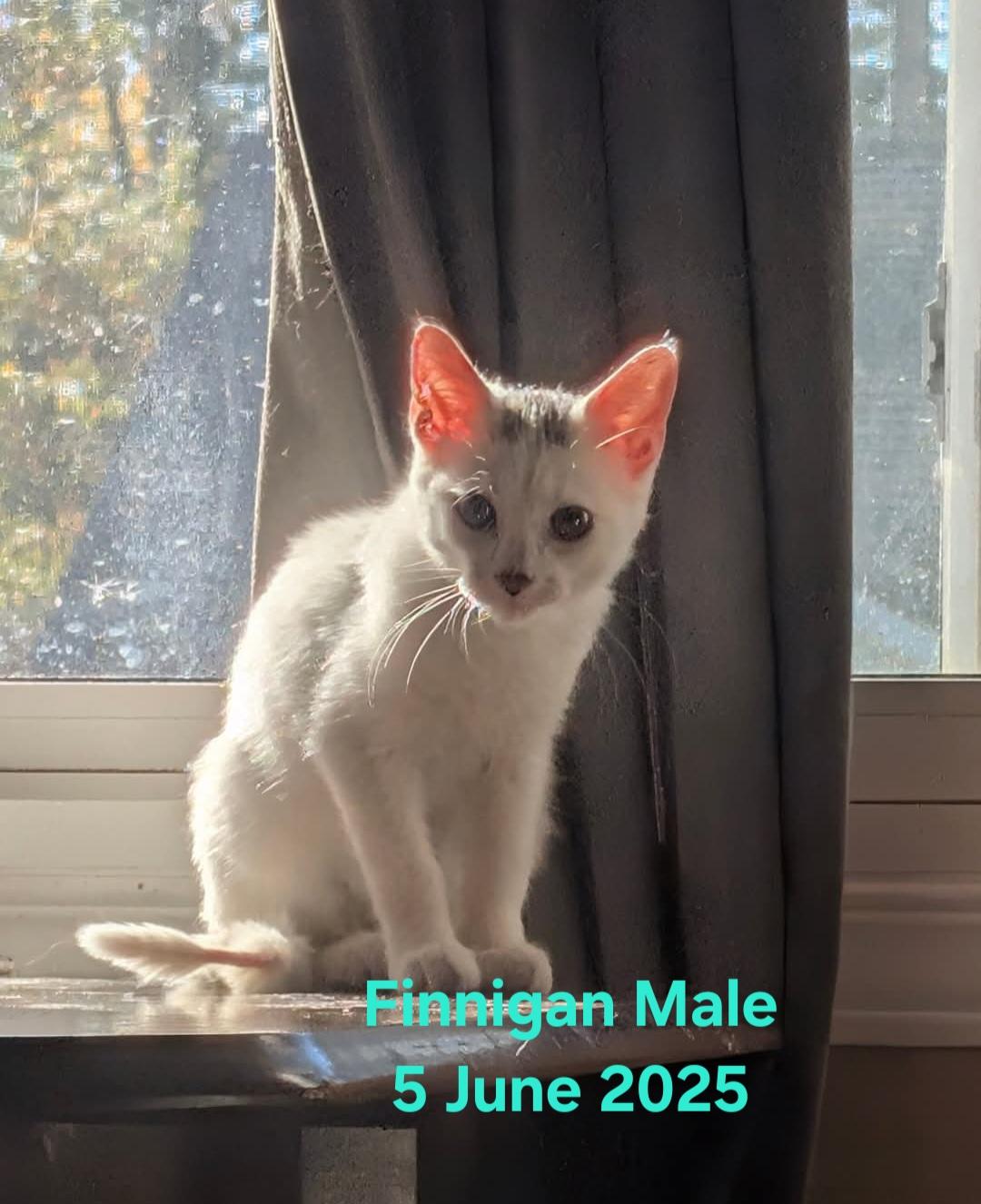 Finnigan, Adoptable, Kitten Male Domestic Short Hair.