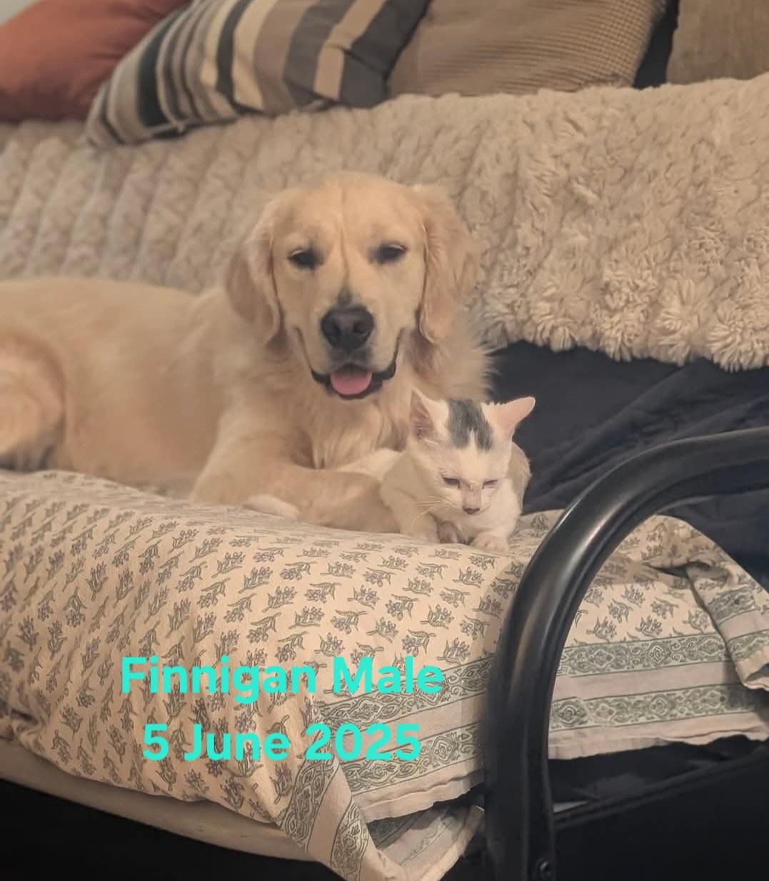 Finnigan, a Adoptable Domestic Short Hair in Bristol, QC image 2/2