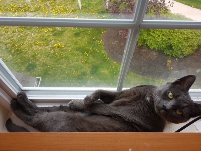 Reba & Ruby, a Adoptable Domestic Short Hair in Fredericton, NB image 1/13