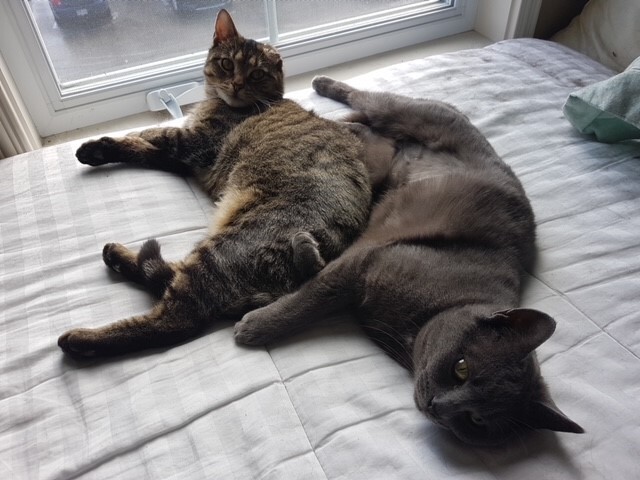 Reba & Ruby, a Adoptable Domestic Short Hair in Fredericton, NB image 2/13