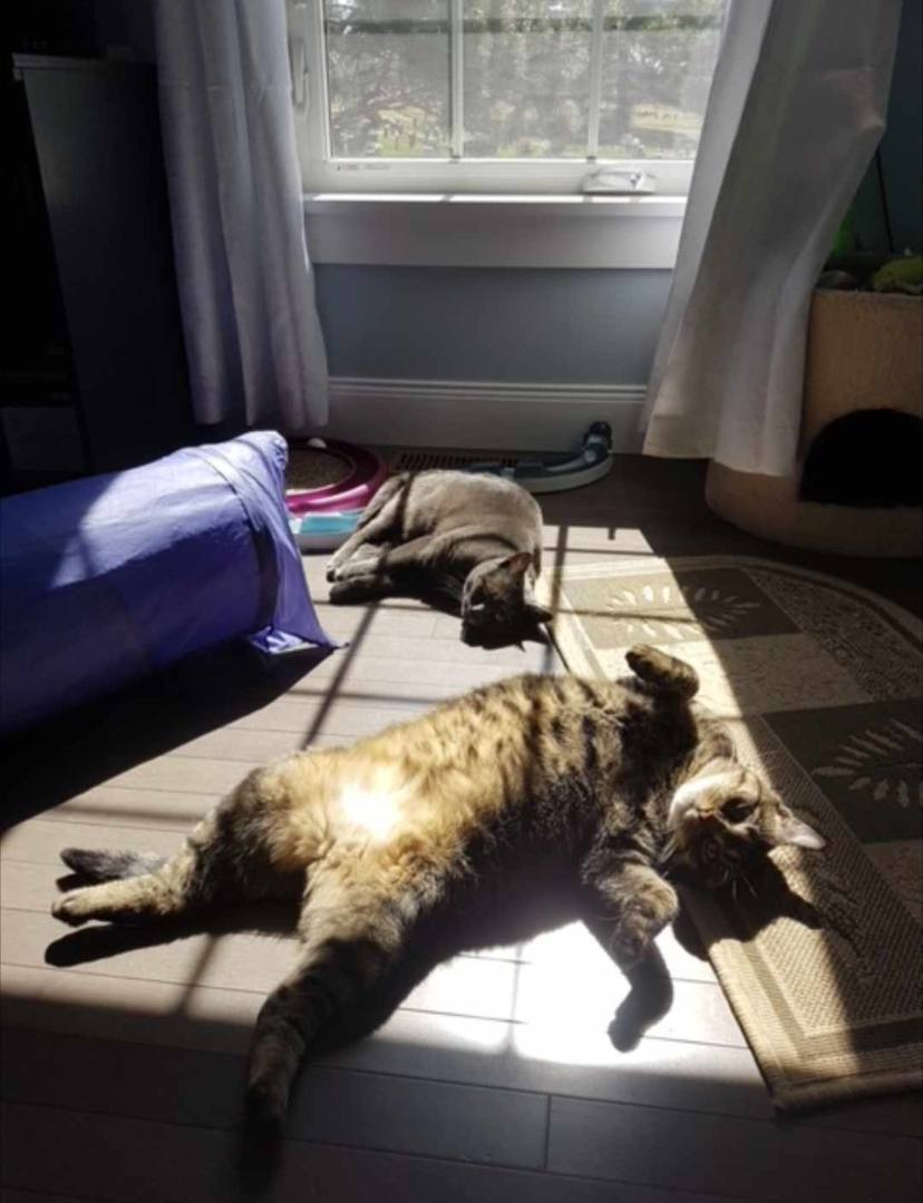 Reba & Ruby, a Adoptable Domestic Short Hair in Fredericton, NB image 3/13