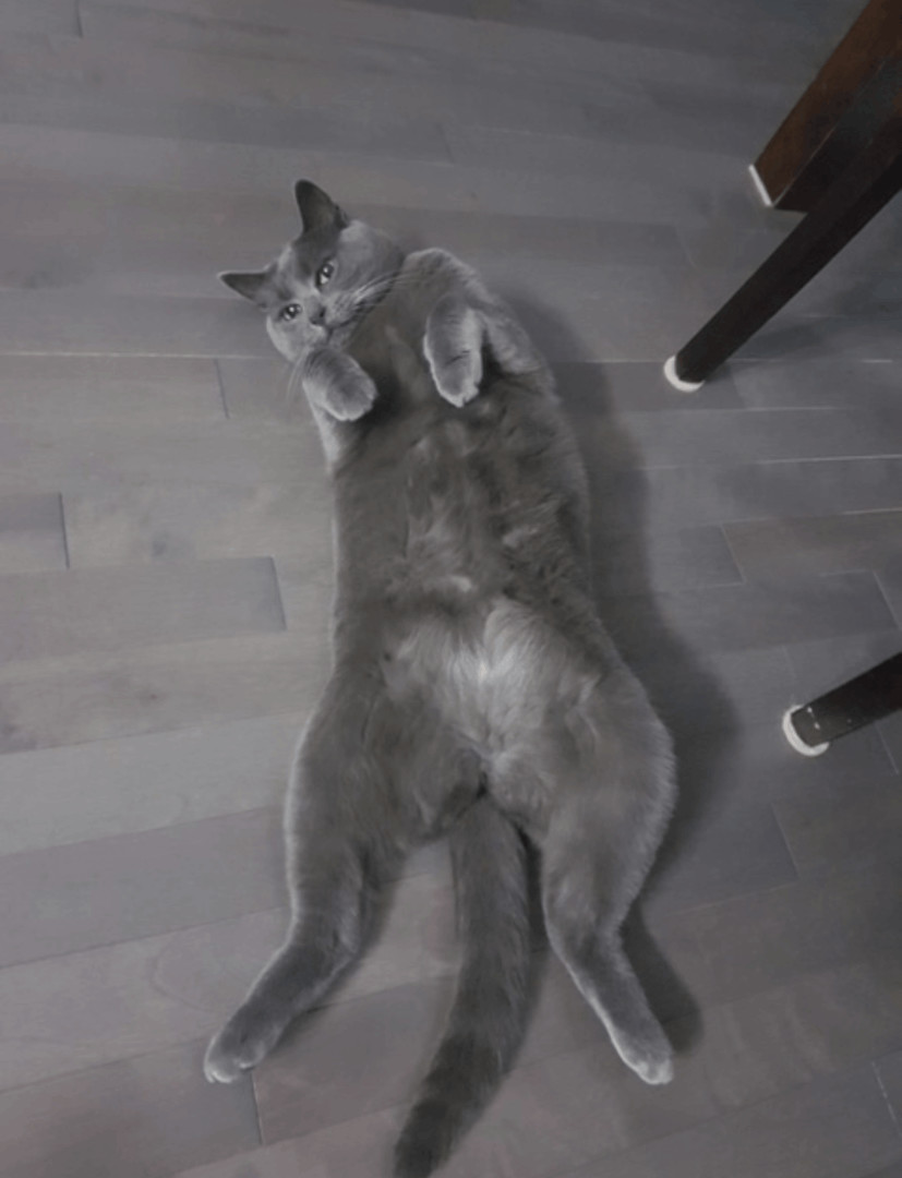 Reba & Ruby, a Adoptable Domestic Short Hair in Fredericton, NB image 4/13