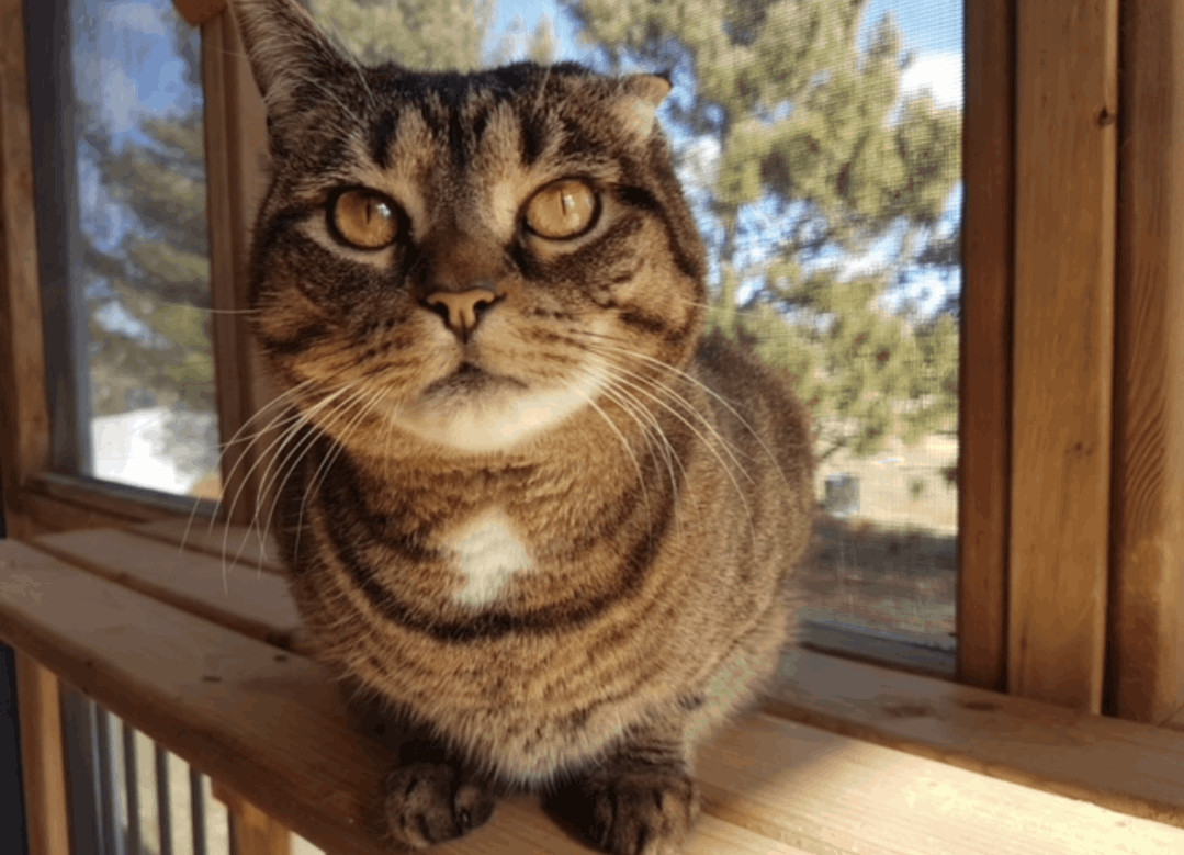 Reba & Ruby, Adoptable, Adult Female Domestic Short Hair.