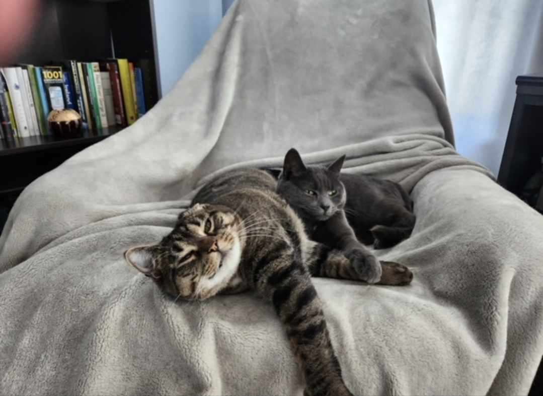 Reba & Ruby, a Adoptable Domestic Short Hair in Fredericton, NB image 6/13