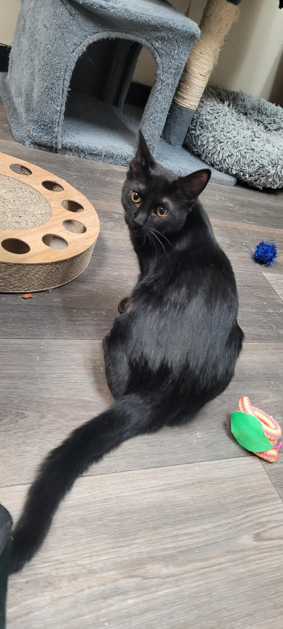 Enlarge Charlotte, a ADOPTABLE Domestic Short Hair in Grand Rapids, MI image 1/4