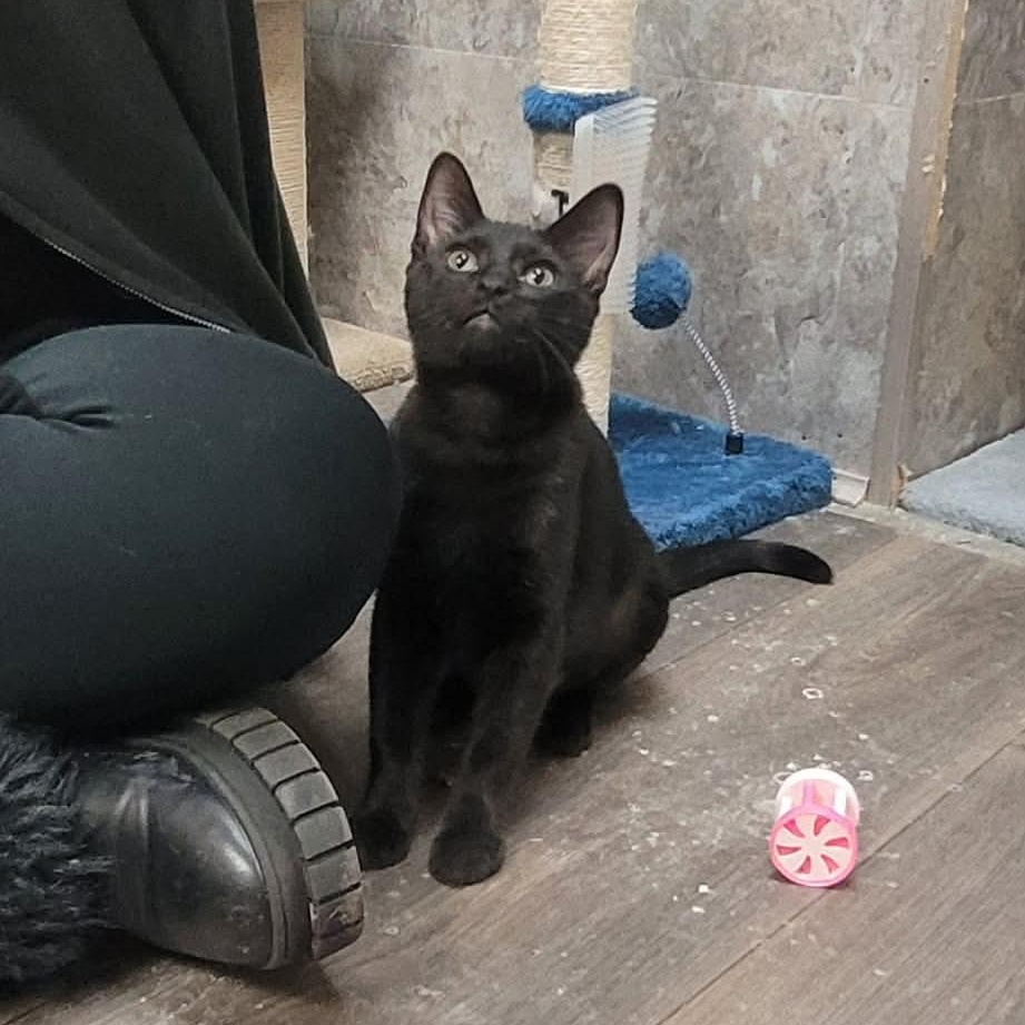 Enlarge Charlotte, a ADOPTABLE Domestic Short Hair in Grand Rapids, MI image 2/4