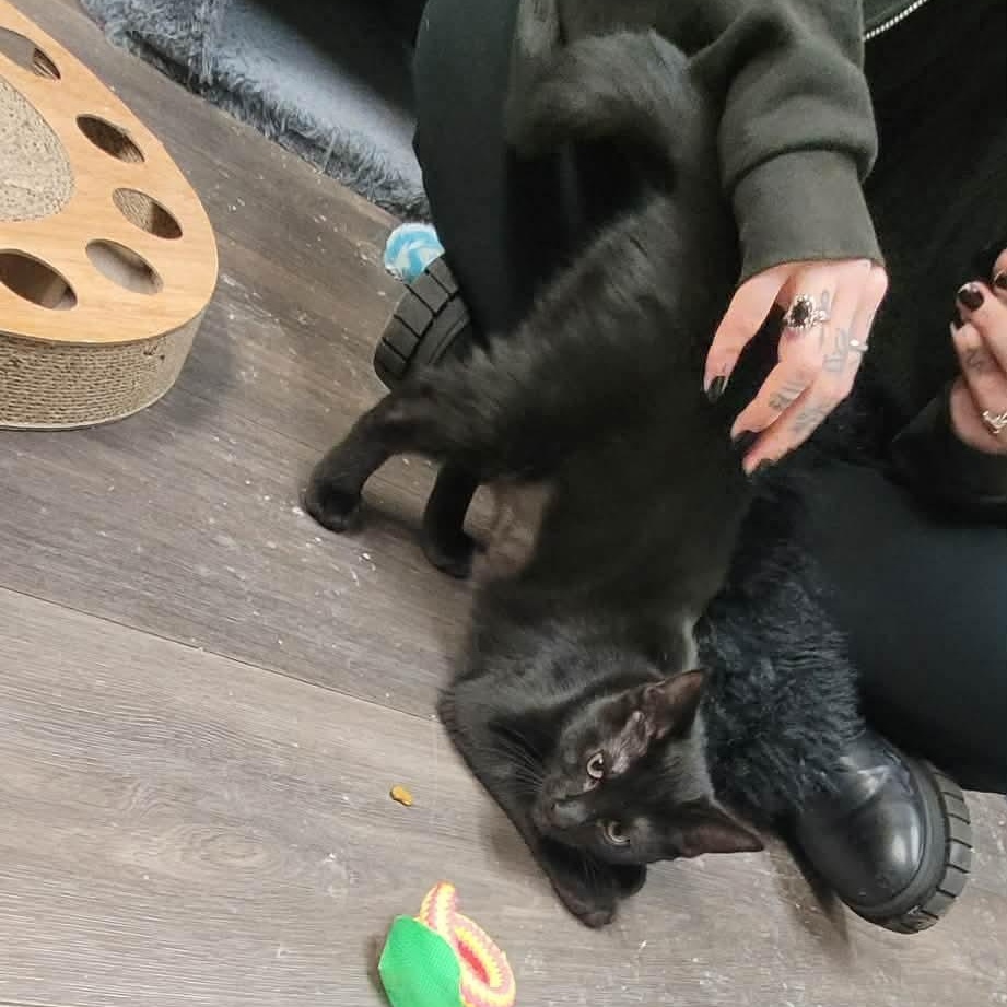 Enlarge Charlotte, a ADOPTABLE Domestic Short Hair in Grand Rapids, MI image 3/4