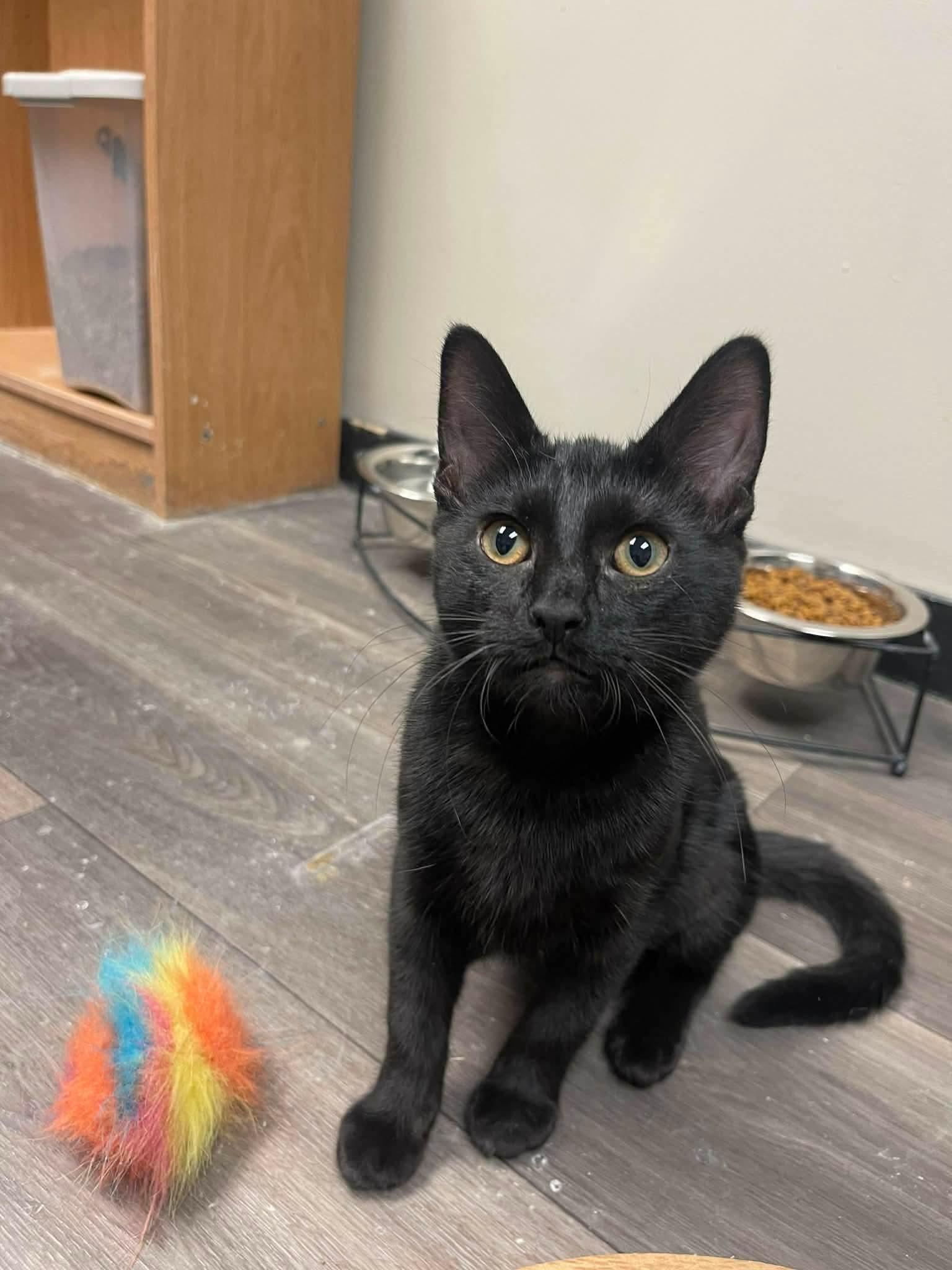 Enlarge Charlotte, a ADOPTABLE Domestic Short Hair in Grand Rapids, MI image 4/4