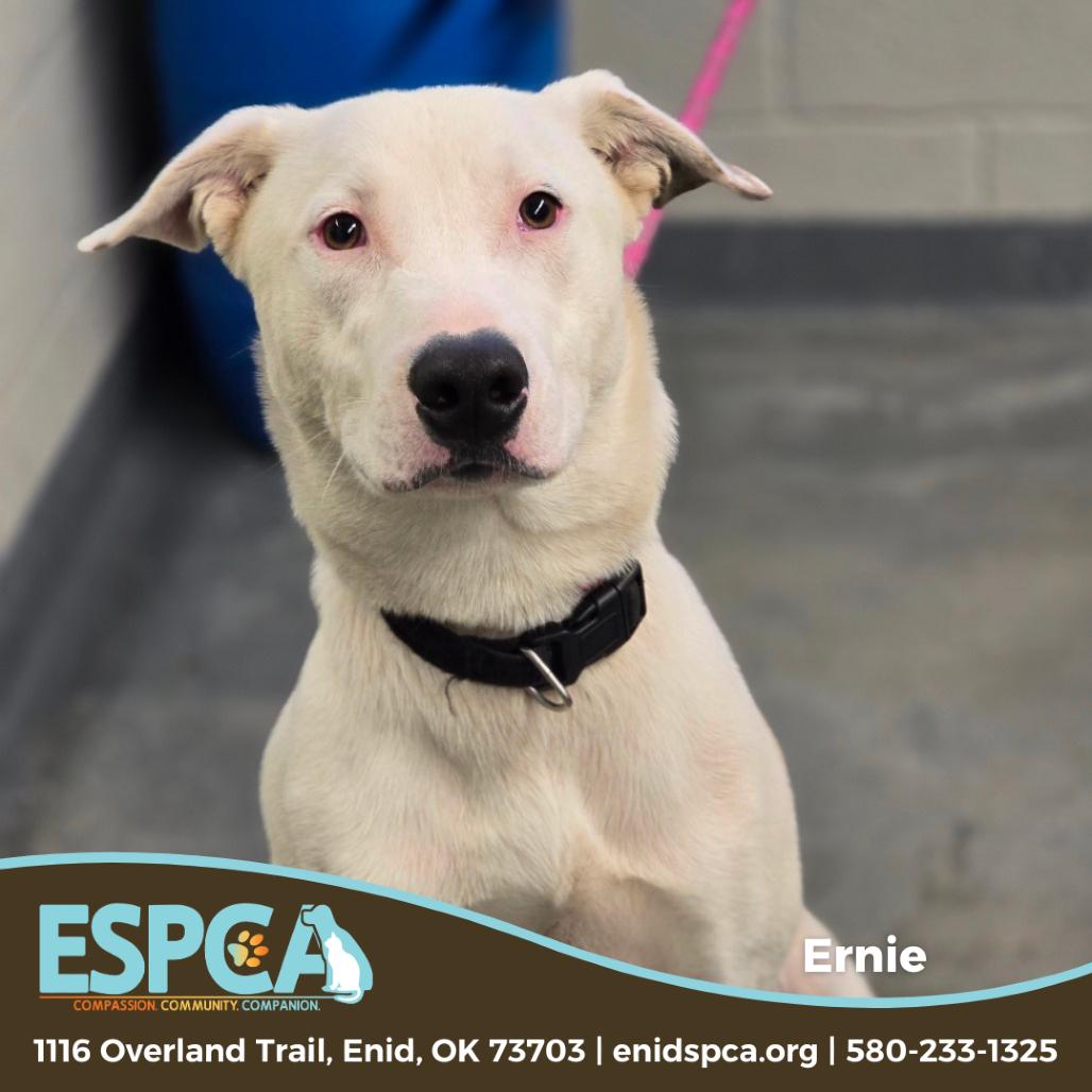 Enlarge Ernie, a Adoptable mixed breed in Enid, OK image 1/2