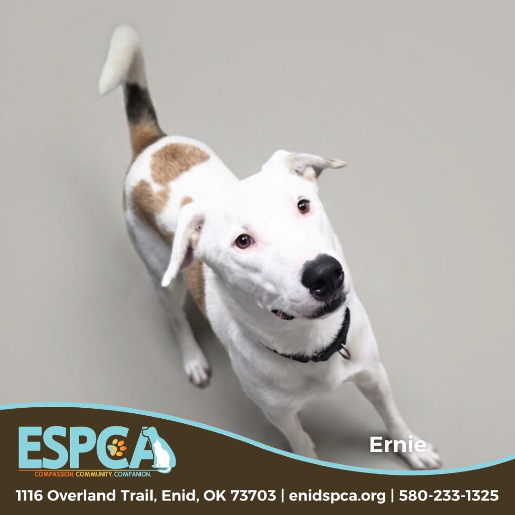 Ernie, Adoptable, Adult Male Shepherd & Mixed Breed.