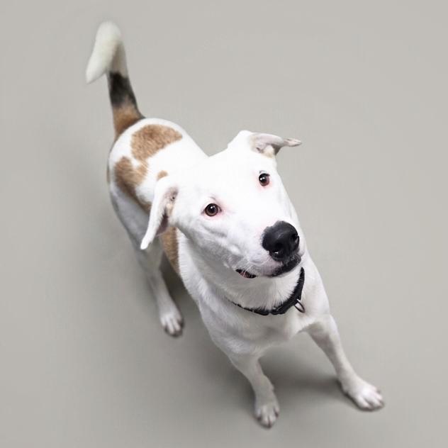 Ernie, a Adoptable mixed breed in Enid, OK image 2/4