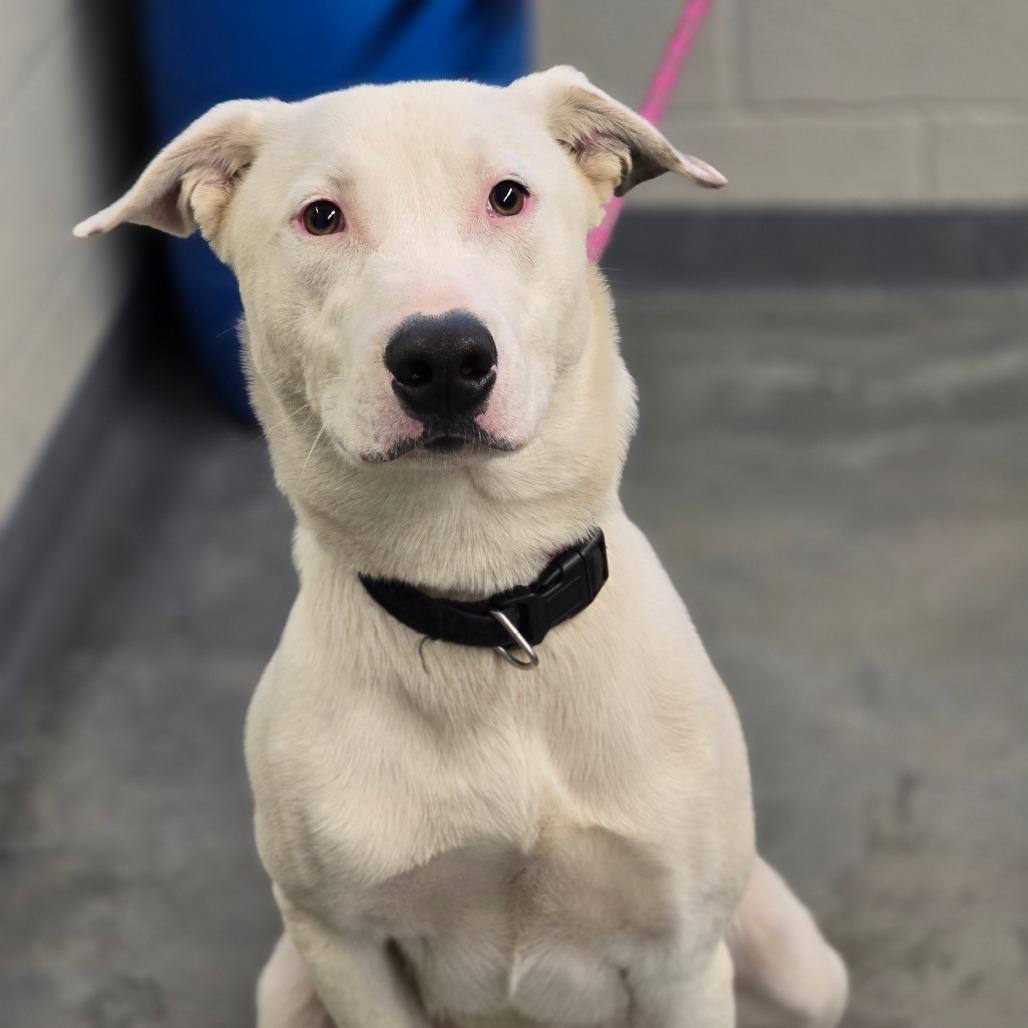Enlarge Ernie, a Adoptable mixed breed in Enid, OK image 2/2