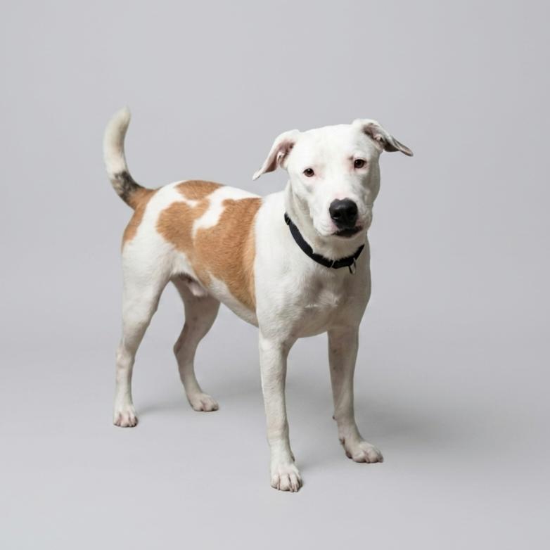 Ernie, a Adoptable mixed breed in Enid, OK image 3/4