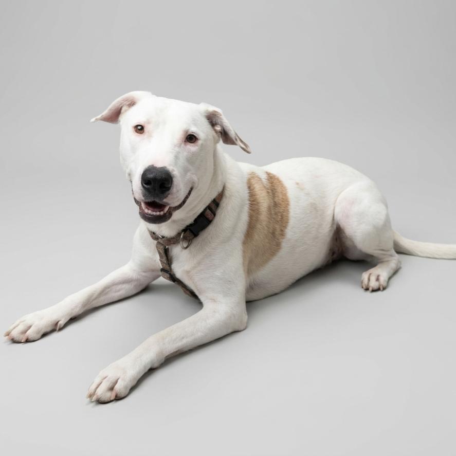 Ernie, a Adoptable mixed breed in Enid, OK image 4/4