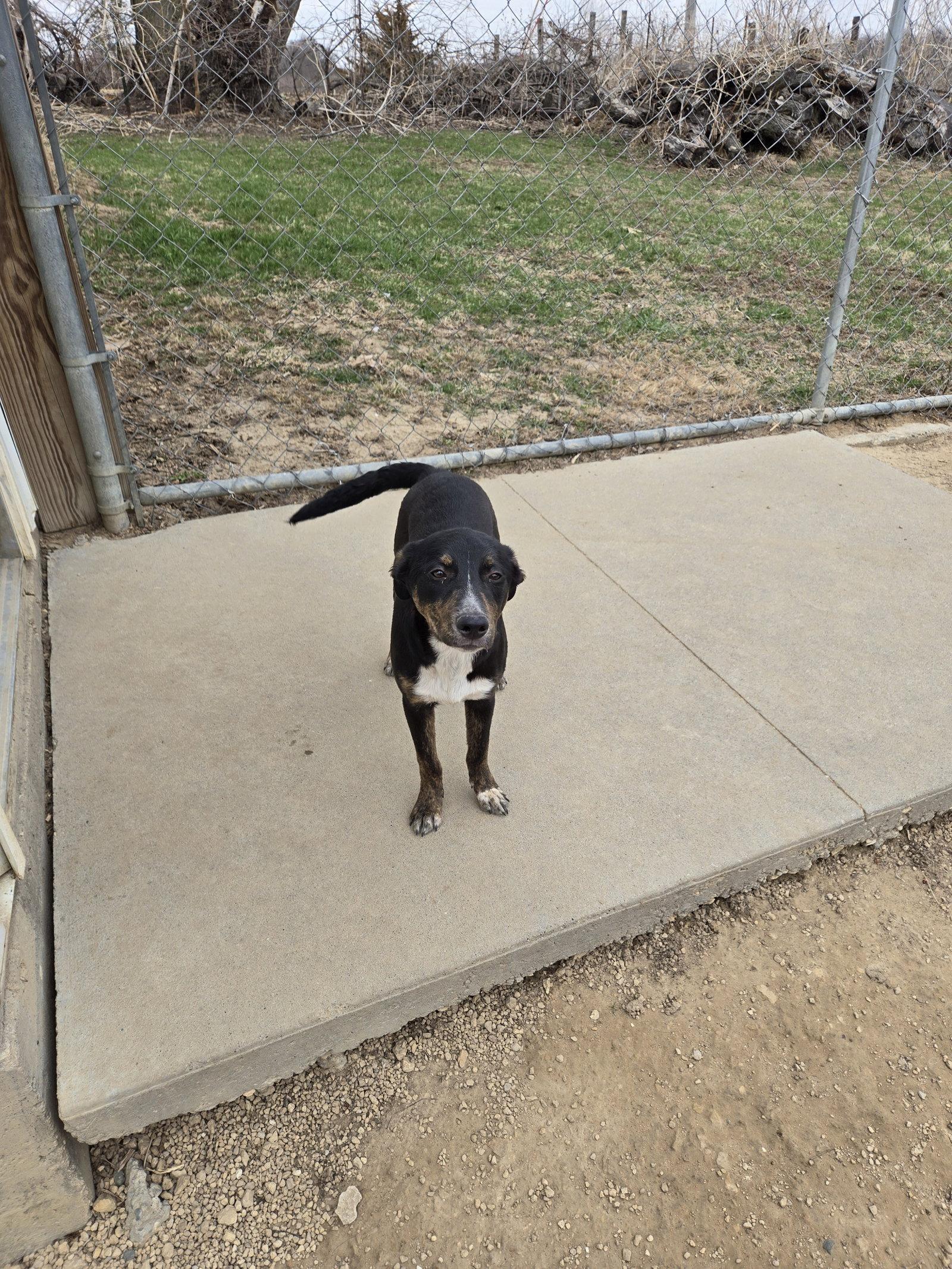 Jay, Adoptable, Young Male Mixed Breed.