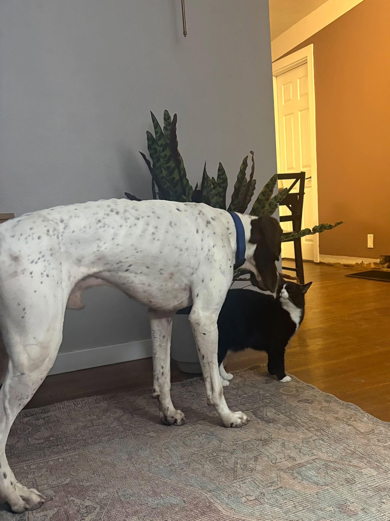 Bones, an adopted German Shorthaired Pointer in chesterfield, MO image 2/2