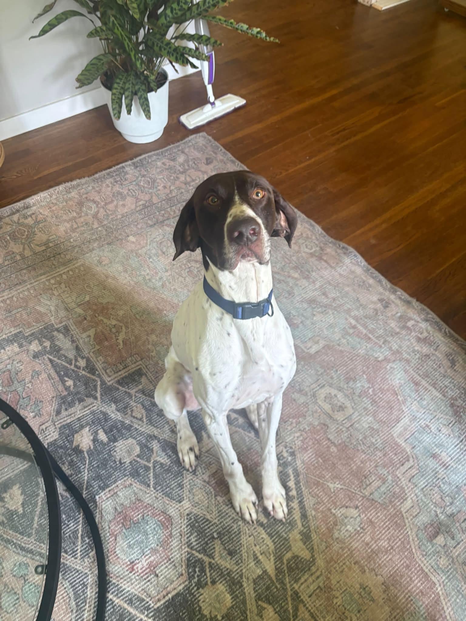 Bones, an adopted German Shorthaired Pointer in chesterfield, MO image 1/2