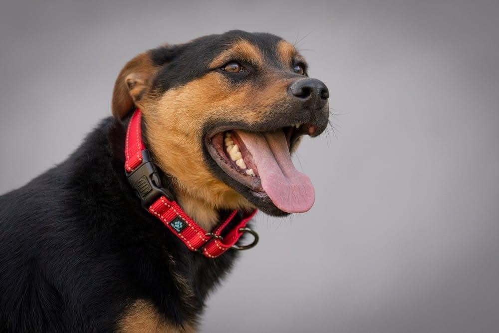 Mike, a Adoptable mixed breed in San Jose, CA image 1/4
