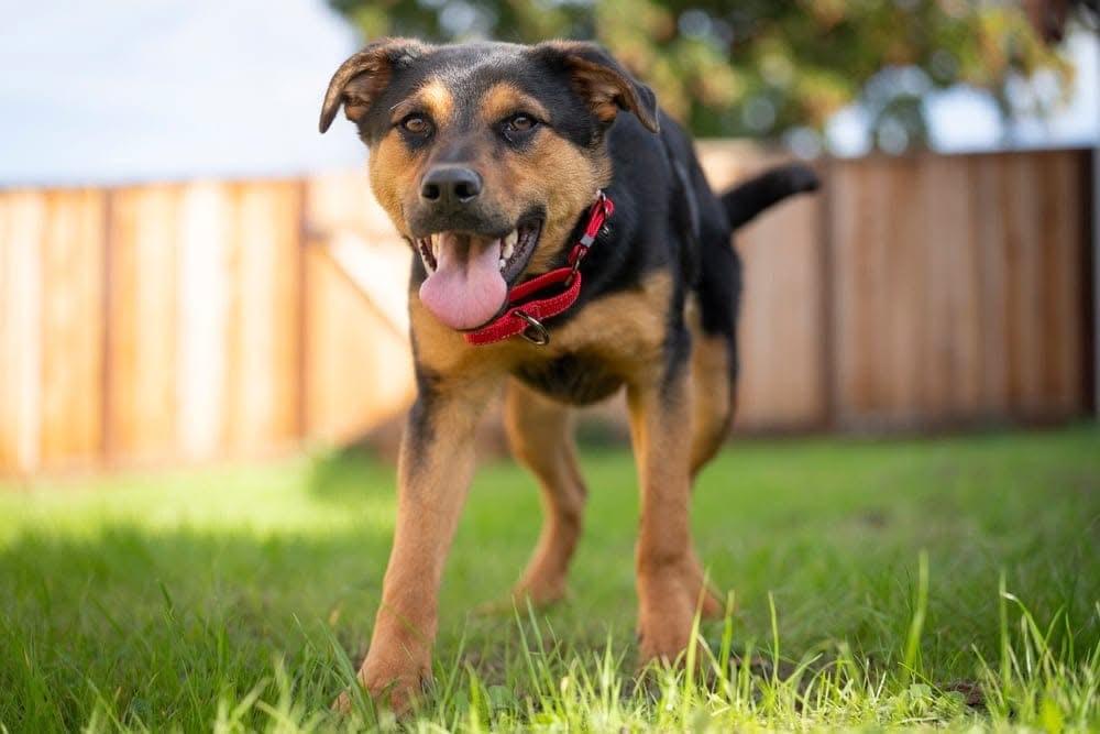 Mike, a Adoptable mixed breed in San Jose, CA image 2/4