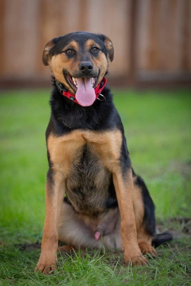 Mike, a Adoptable mixed breed in San Jose, CA image 3/4