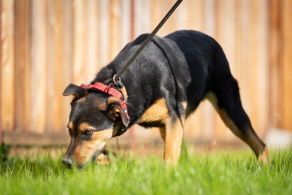 Mike, a Adoptable mixed breed in San Jose, CA image 4/4