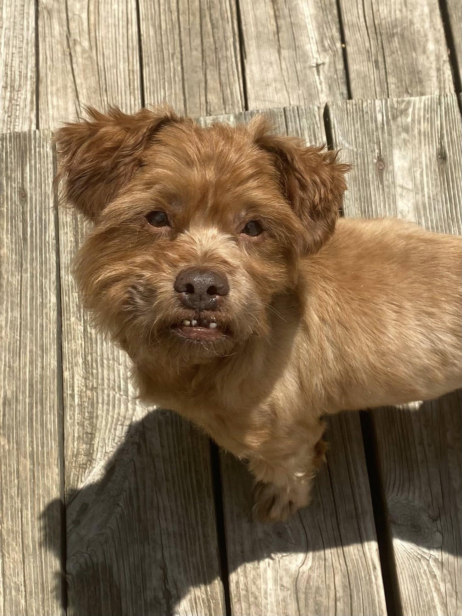 Simba, Adopted, Senior Male Brussels Griffon.