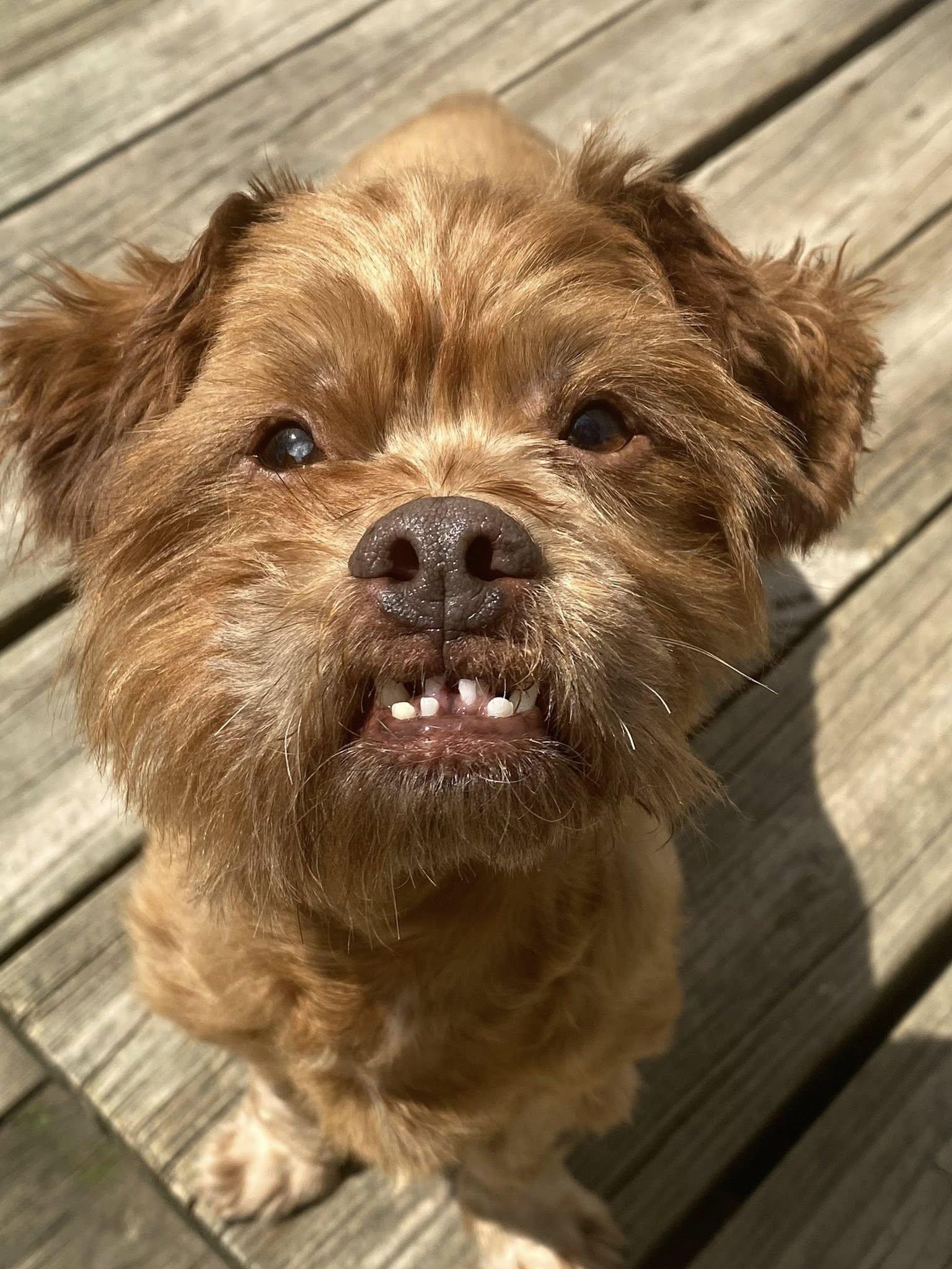 Simba, a Adopted mixed breed in Cleveland, OH image 2/2