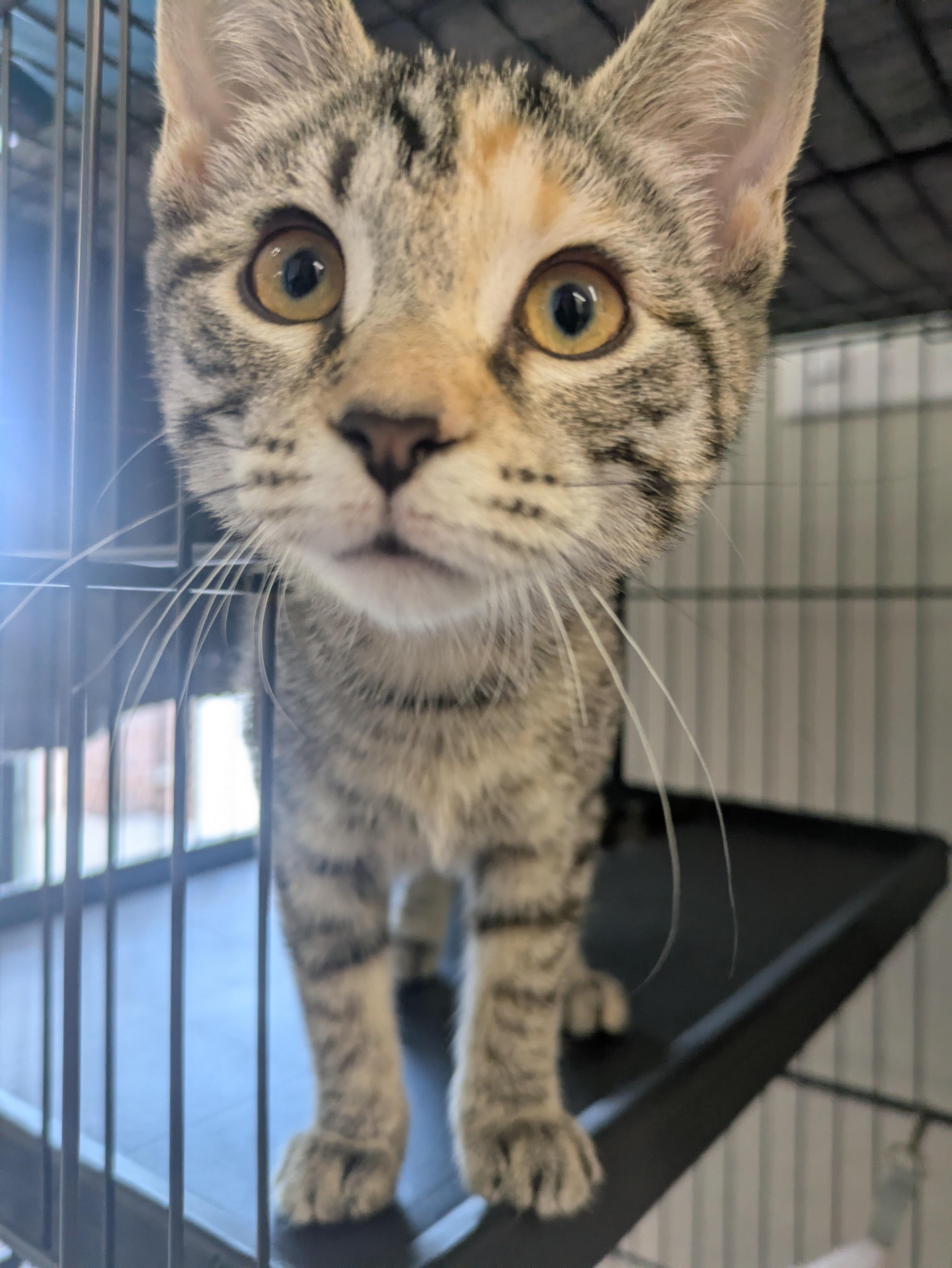 Prue, Adopted, Young Female Domestic Short Hair.