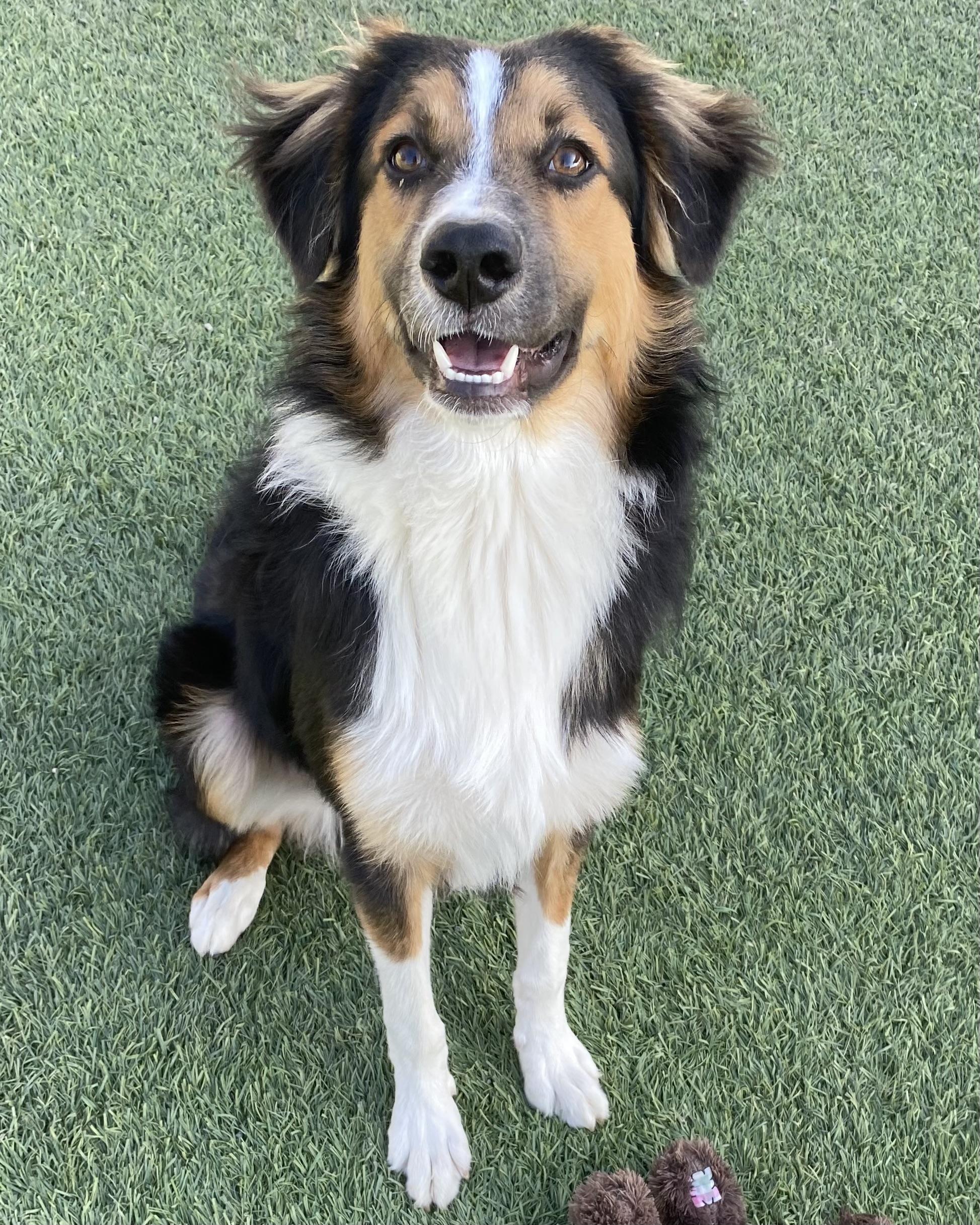 Rudy, Adoptable, Young Male Border Collie & Australian Shepherd.