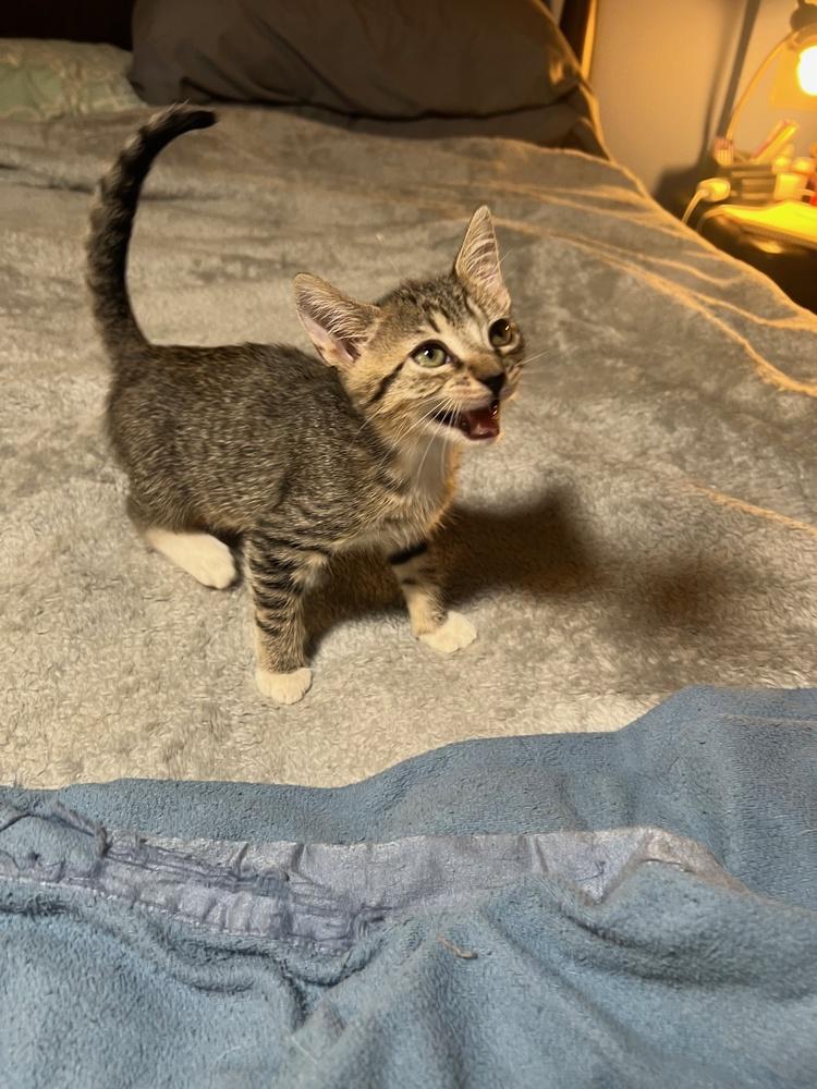 Kate, Adoptable, Kitten Female Domestic Short Hair.