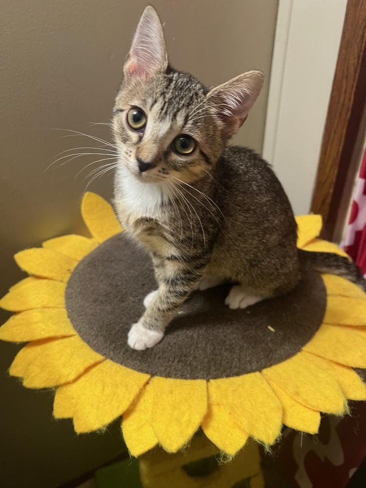 Kate, a Adoptable Domestic Short Hair in Wilmington, NC image 2/2