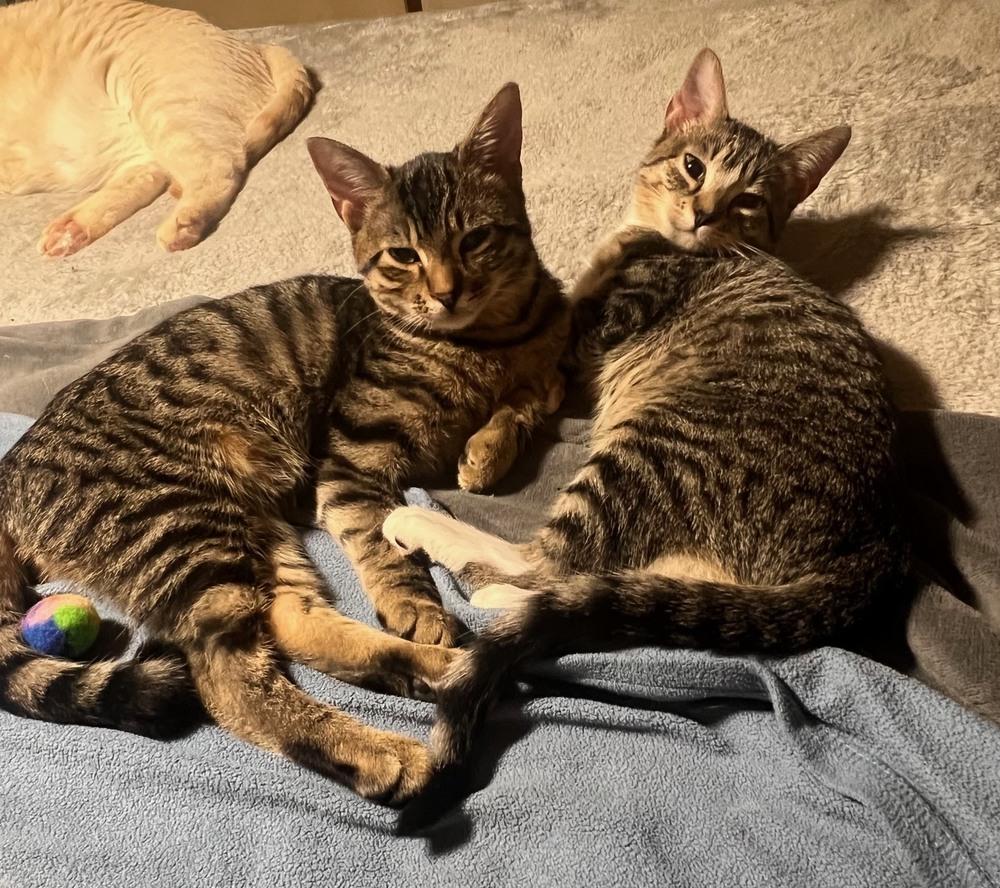 Enlarge Kate, a Adoptable Domestic Short Hair in Wilmington, NC image 3/3