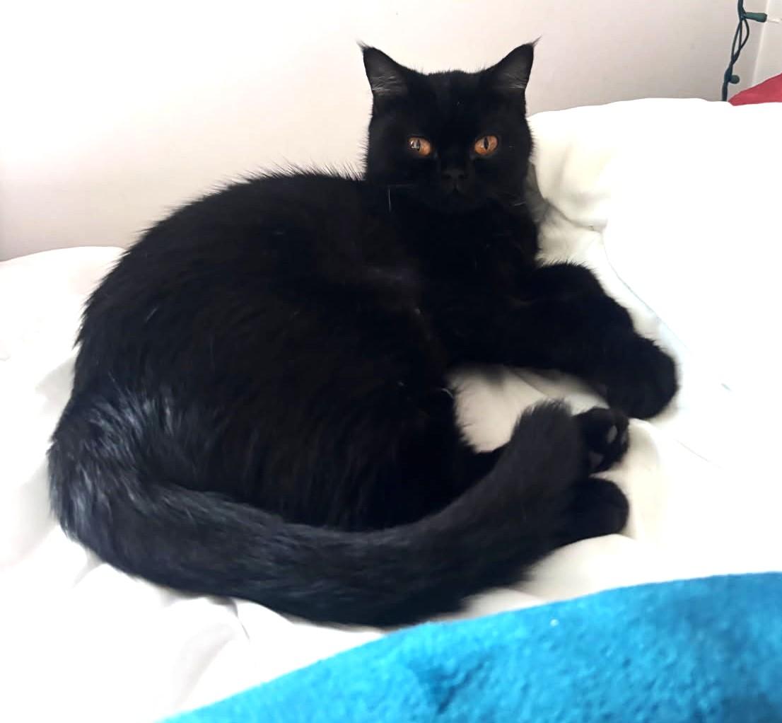 Sabian (Exotic Shorthair, SUPER FRIENDL), Adopted, Adult Female Exotic Shorthair.