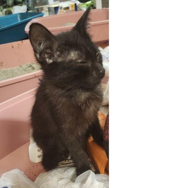 Naafiri, Adoptable, Adult Female Domestic Short Hair.