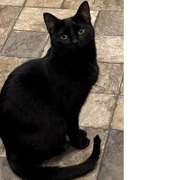 Enlarge Naafiri, a Adoptable Domestic Short Hair in Baytown, TX image 2/2