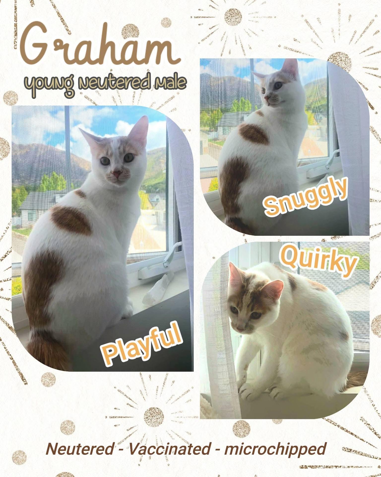 Graham, ADOPTABLE, Young Male Domestic Short Hair.