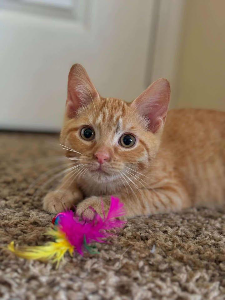 Enlarge Benji, a Adoptable Domestic Short Hair in Kenosha, WI image 5/6