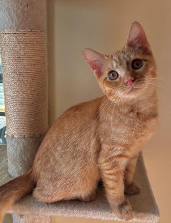 Enlarge Benji, a Adoptable Domestic Short Hair in Kenosha, WI image 1/6