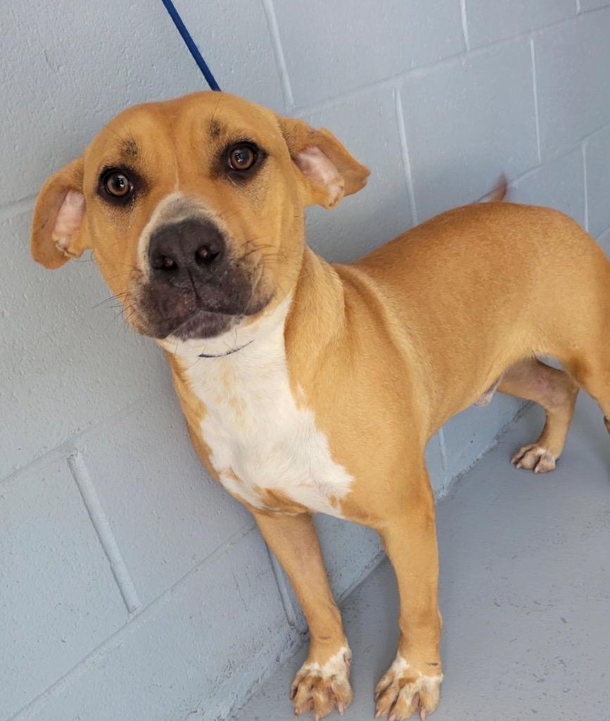 Enlarge Mace, a Adoptable Pit Bull Terrier in Greenwood, MS image 1/1