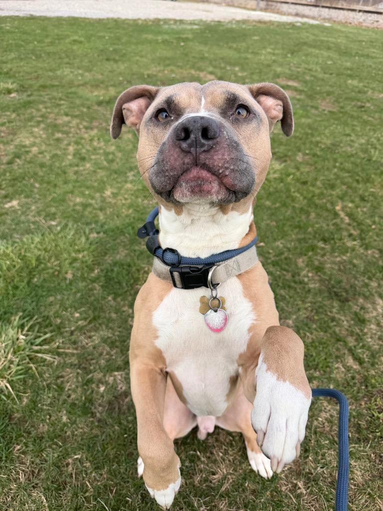 Zeus, a Adoptable mixed breed in Pierceton, IN image 1/6